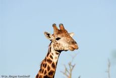 Giraffe (58 von 94).jpg